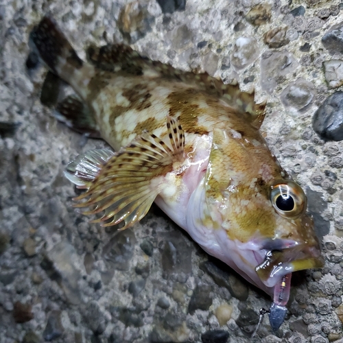 カサゴの釣果