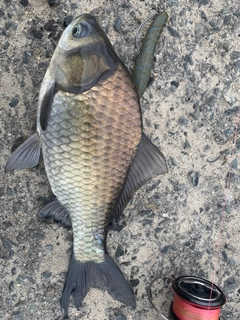 フナの釣果