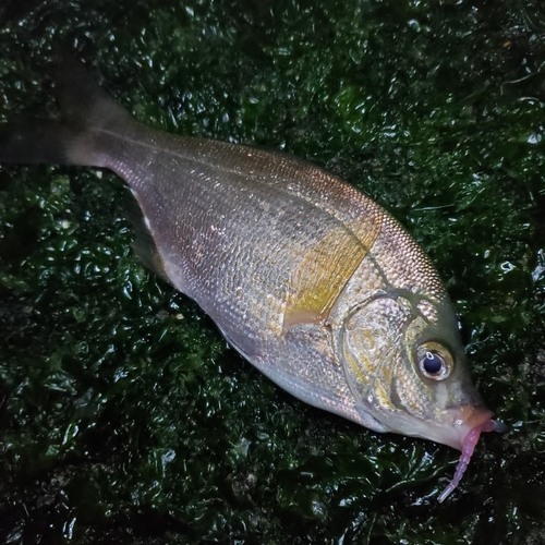 ウミタナゴの釣果