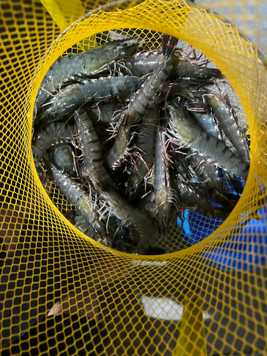 オニテナガエビの釣果