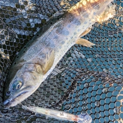 ヤマメの釣果