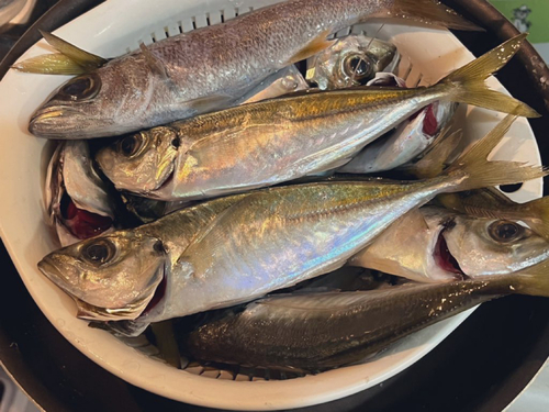 アジの釣果