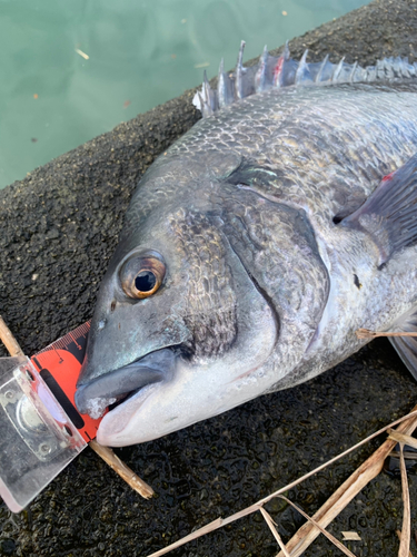 クロダイの釣果