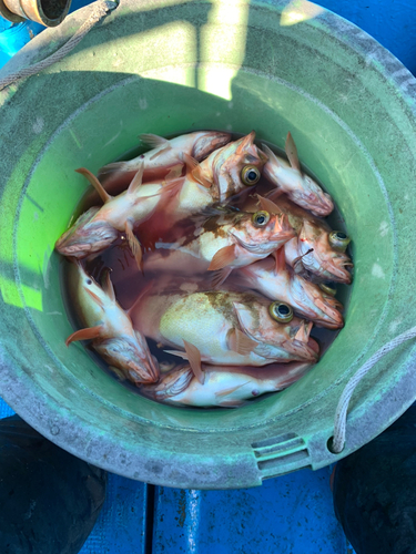 オキメバルの釣果