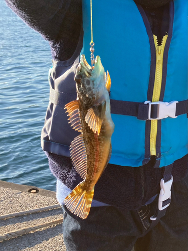 アナハゼの釣果