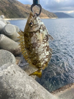 アイゴの釣果