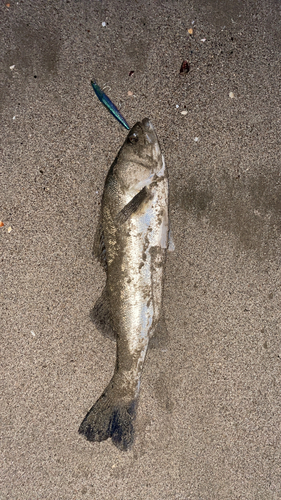 スズキの釣果