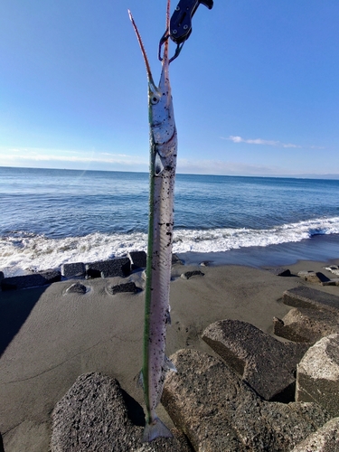 ダツの釣果