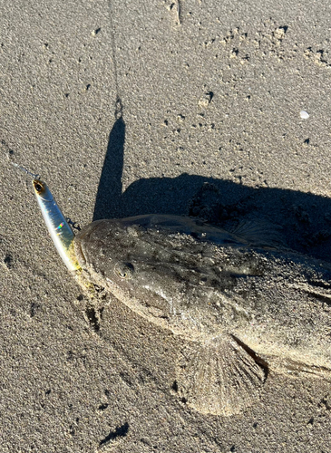 マゴチの釣果