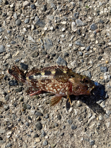 カサゴの釣果