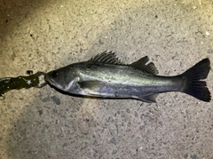 セイゴ（マルスズキ）の釣果