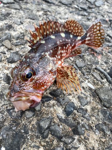 アラカブの釣果