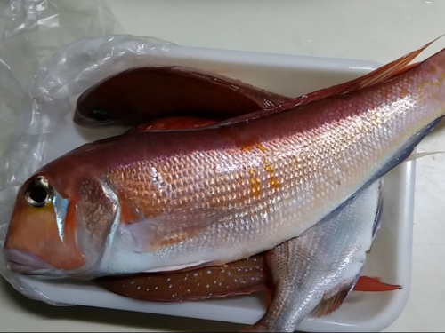 アマダイの釣果