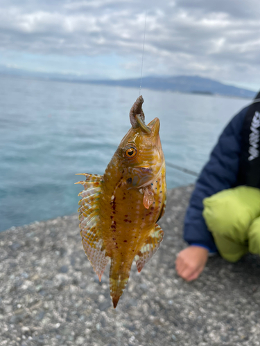 オハグロベラの釣果