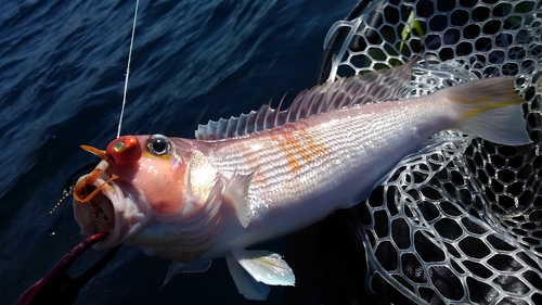 アマダイの釣果