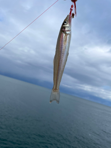 キスの釣果