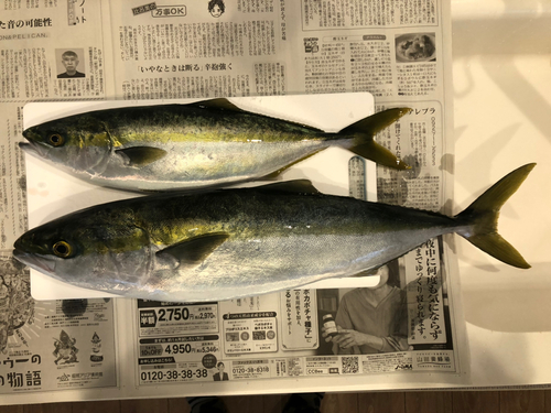 ハマチの釣果