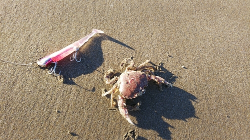 ヒラツメガニの釣果