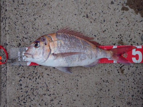 マダイの釣果