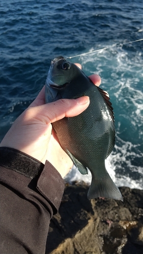 オナガグレの釣果