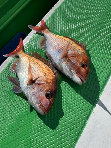 マダイの釣果