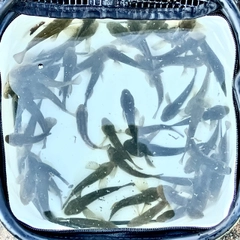 ハゼの釣果