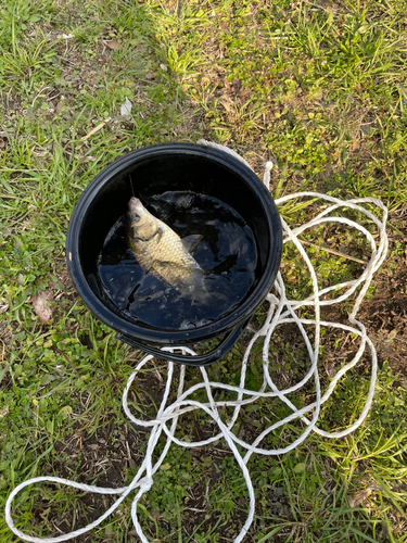 マブナの釣果