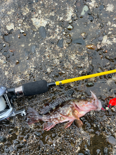 カサゴの釣果