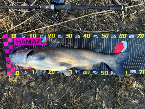 アメリカンキャットフィッシュの釣果