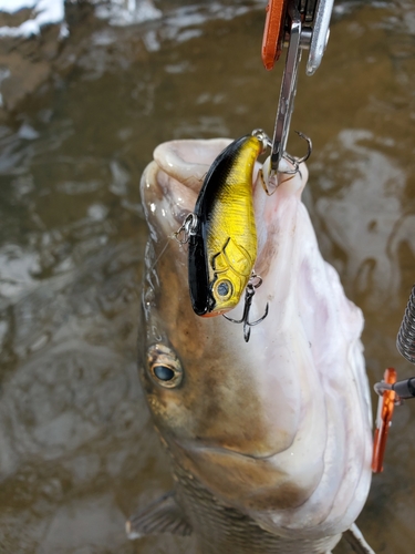 ニゴイの釣果