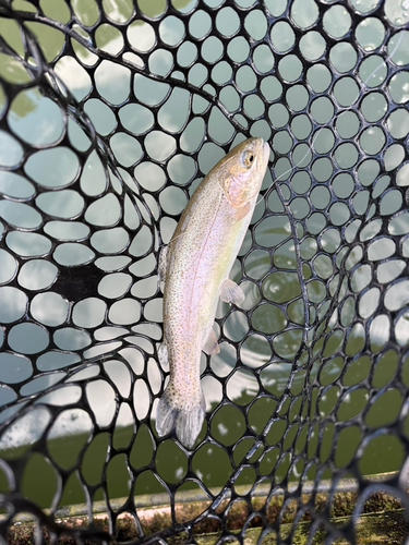 ニジマスの釣果