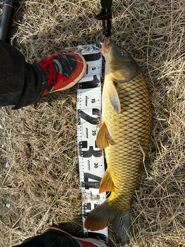 コイの釣果