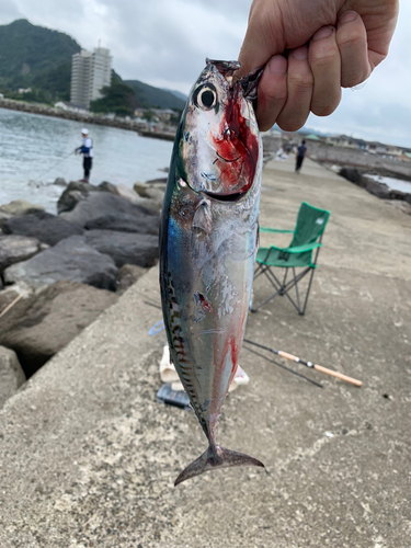 カツオの釣果