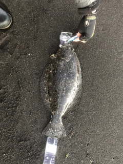 ヒラメの釣果