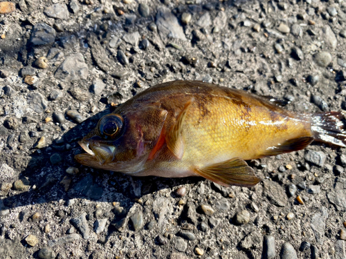 メバルの釣果