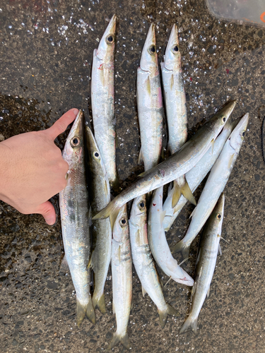 カマスの釣果