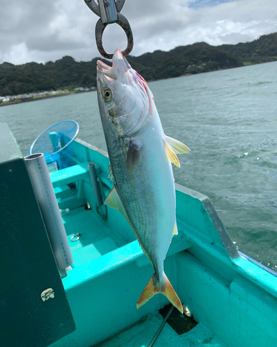 イナダの釣果