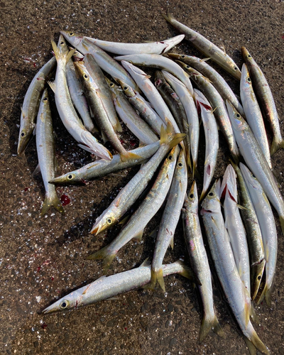 カマスの釣果