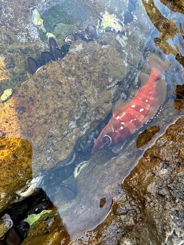 アカハタの釣果