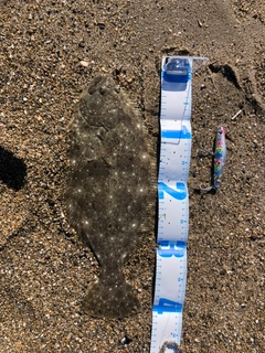 ヒラメの釣果