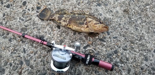 タケノコメバルの釣果