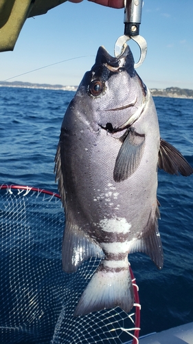 イシダイの釣果