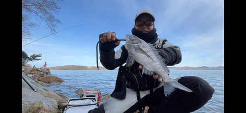 チヌの釣果