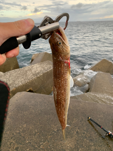 エソの釣果