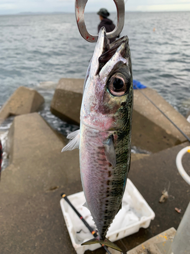 サバの釣果