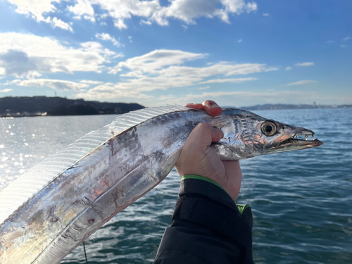 タチウオの釣果