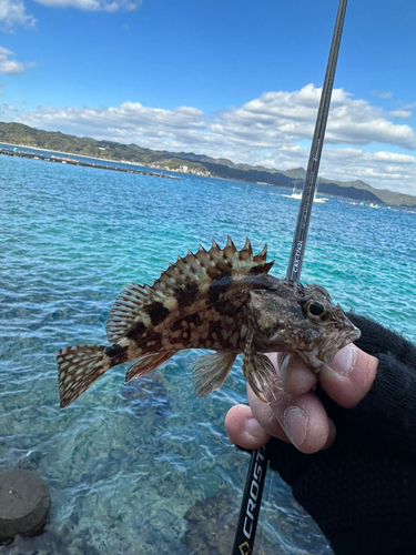 カサゴの釣果