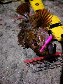 アラカブの釣果