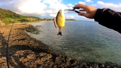 オキフエダイの釣果