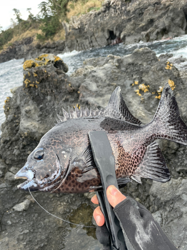 イシガキダイの釣果